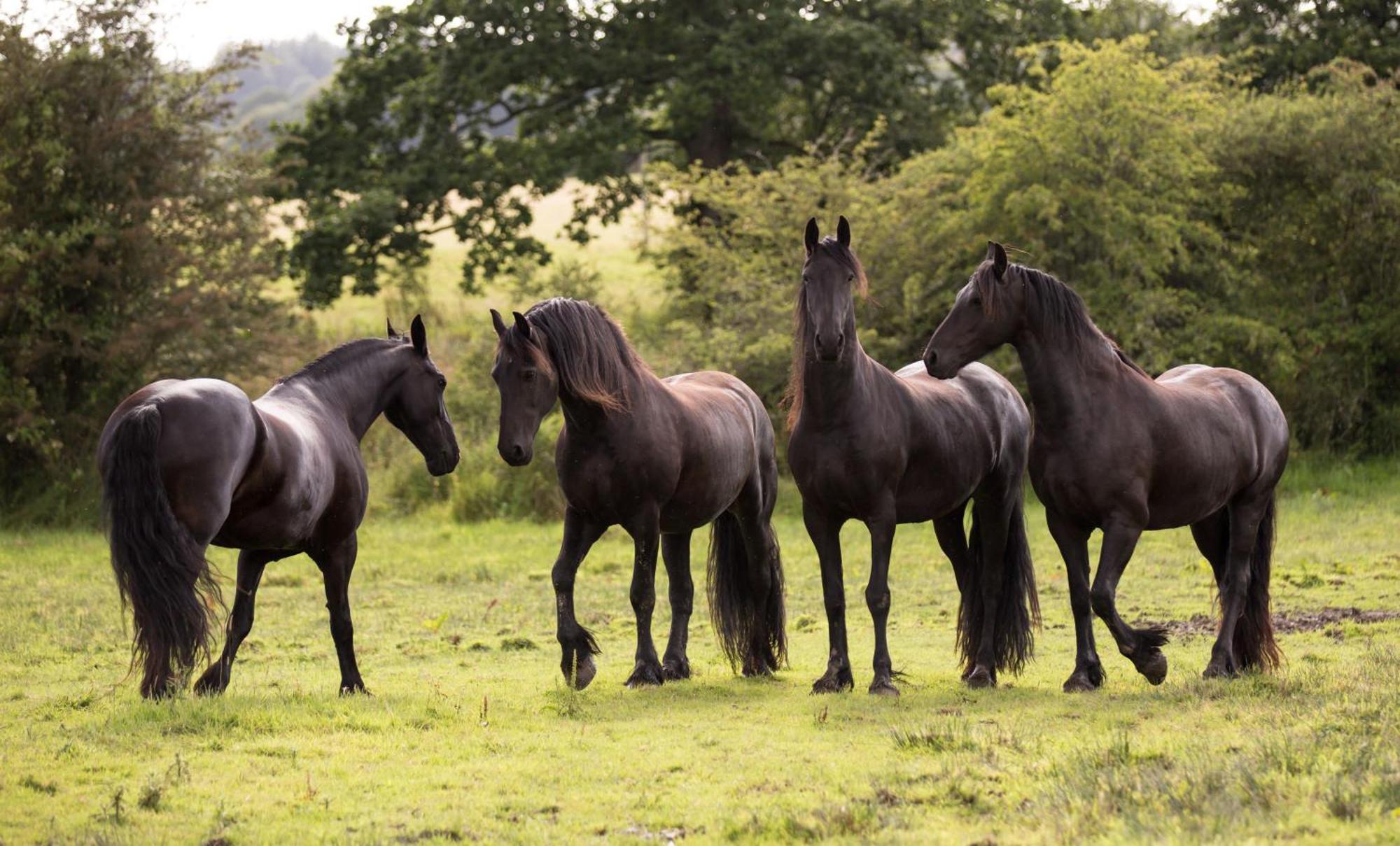 Greenbank Farm House Cartmel Esterno foto